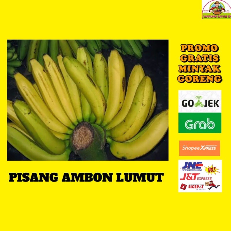 

PISANG AMBON LUMUT