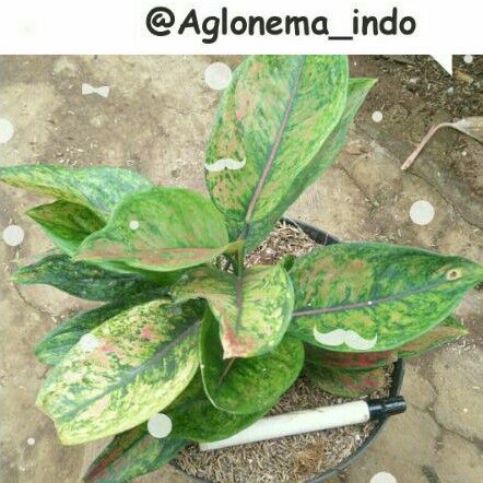 HENG-HENG RUMPUN RIMBUN aglonema murah, tanaman hias murah