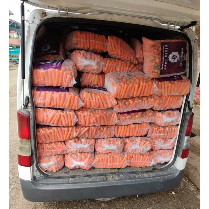 

Wortel Brastagi Satu Dus 10 Kg Kualitas Import