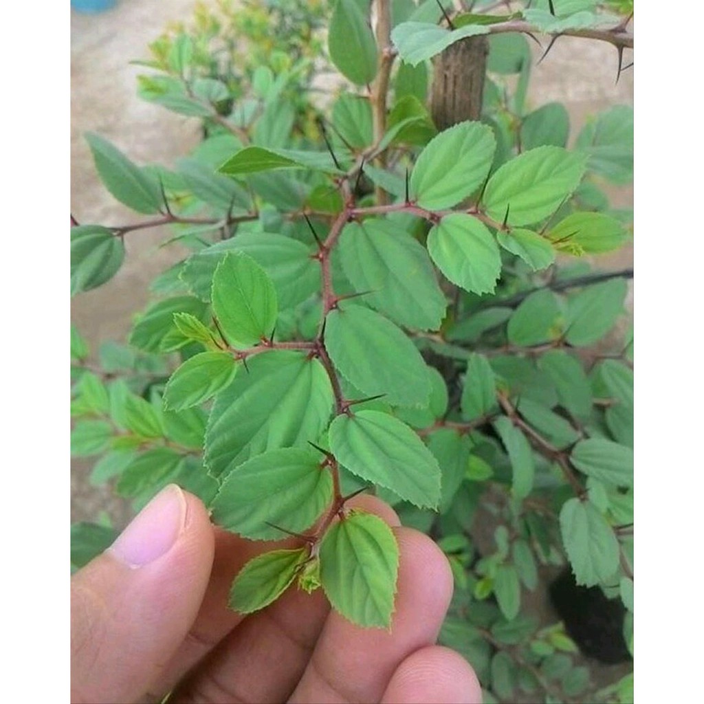 Bibit Tanaman Daun Bidara ( Ziziphus mauritiana) tanaman BERGARANSI