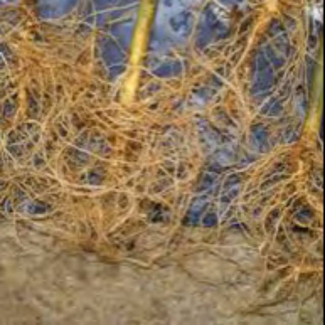 

Jual Akar tanaman sidaguri segar 100gram organik siap ambil ke kebun