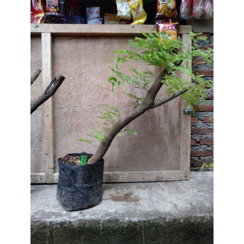 BONSAI ASEM/ BAHAN BONSAI ASEM/ ASEM JAWA