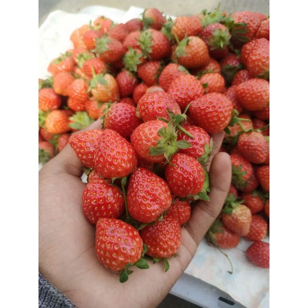 

Paket Grosir buah strawberry mini/paket 5kg