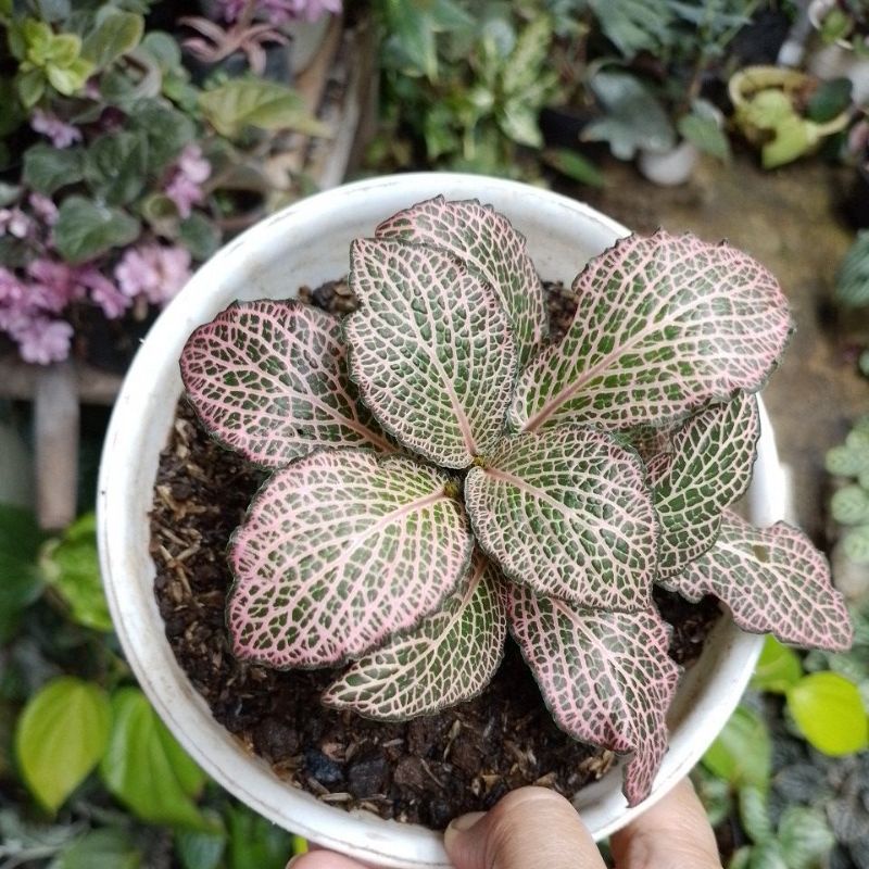 Fittonia pink import