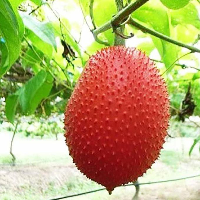 Laris Bibit Pohon Buah Gac Fruit Kw1 *_*