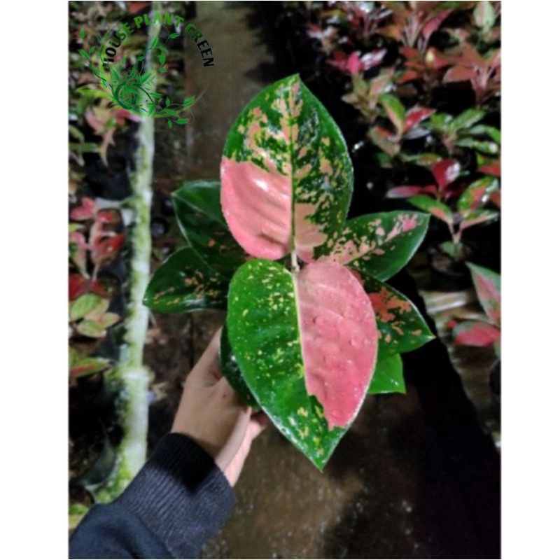 Aglonema Kochin Ebony