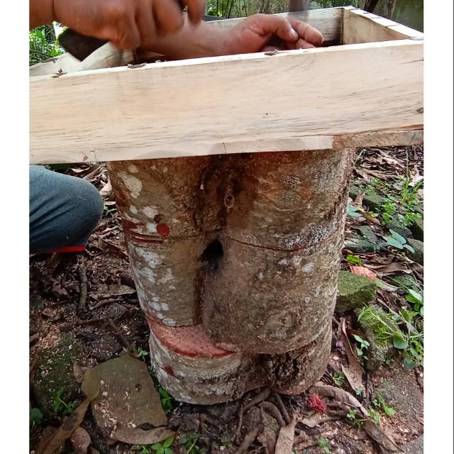 Bibit lebah Jenis itama TOOPING