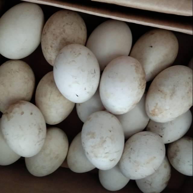 

TELUR SOANG BUSUK BUKAN UNTUK KONSUMSI