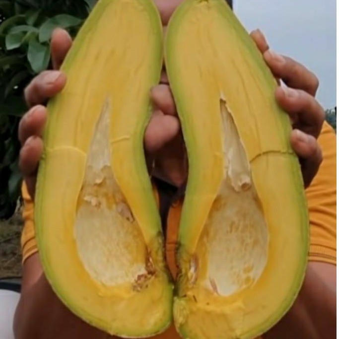 Bibit Alpukat subang / kelud