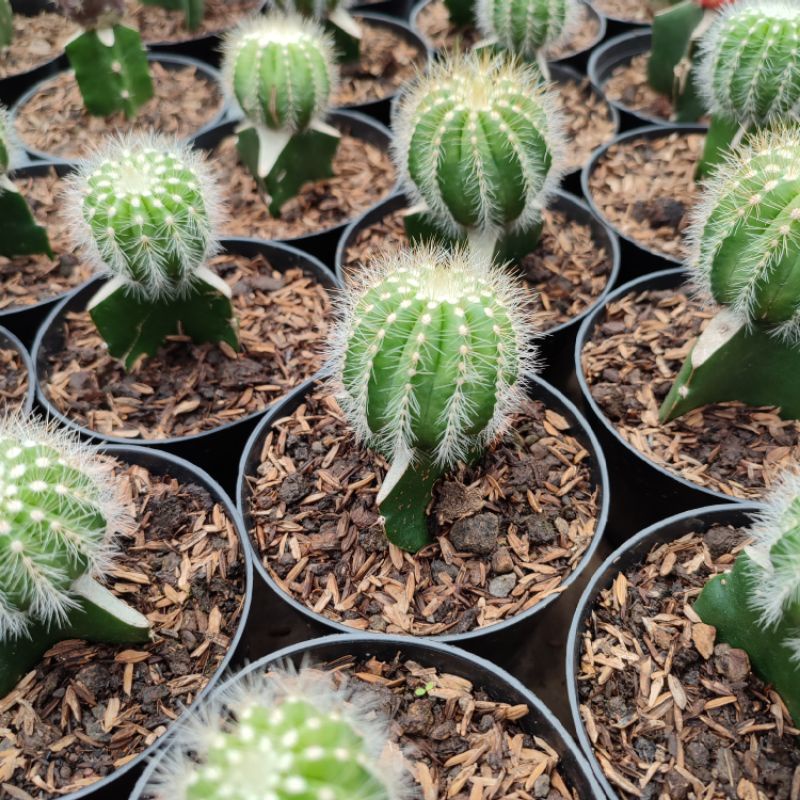 Grafting Notocactus Magnificus | DP 10cm | Kaktus