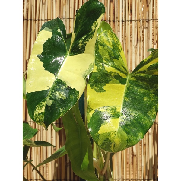 philodendron burlemax varigata/philodendron brekele/philodendron varigata