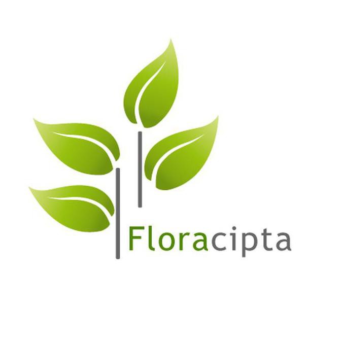 Bibit Kecapi - Pohon Buah Kecapi @_# $_$