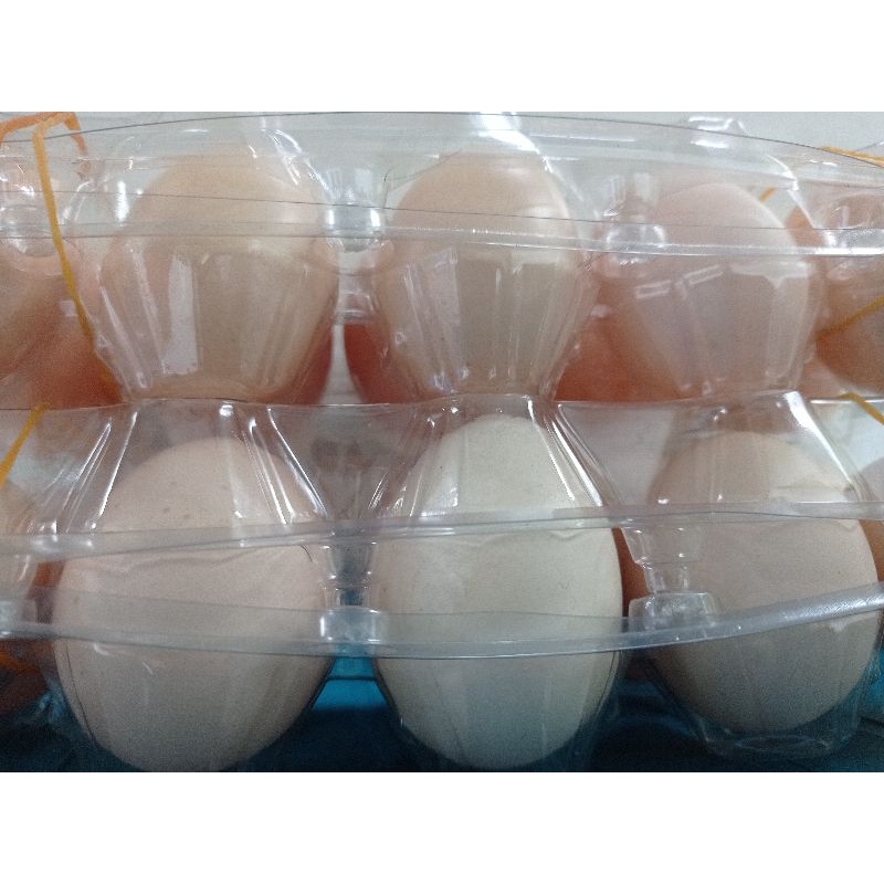 

Telur Ayam Kampung Orange