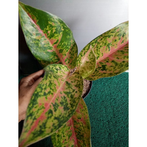 Tanaman Hias Aglonema Big Roy / Aglaonema Big roy Lulaiwan