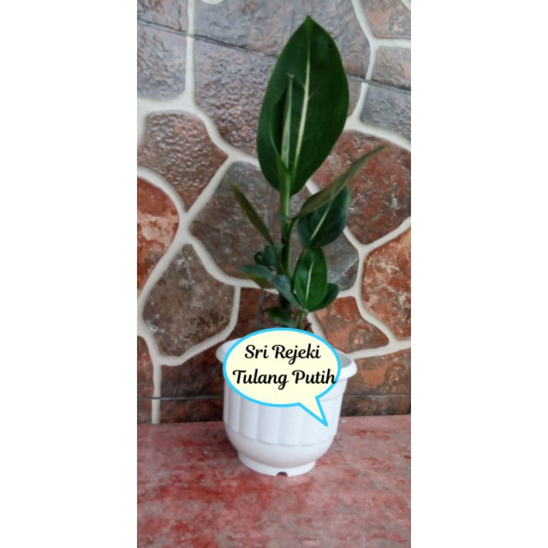 Sri Rejeki Tulang Putih