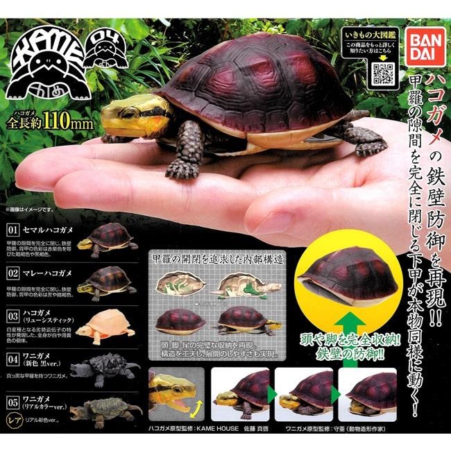 Diskon Spesial Gashapon Turtle Vol 04 Bandai Figure Random Gacha Terbaru