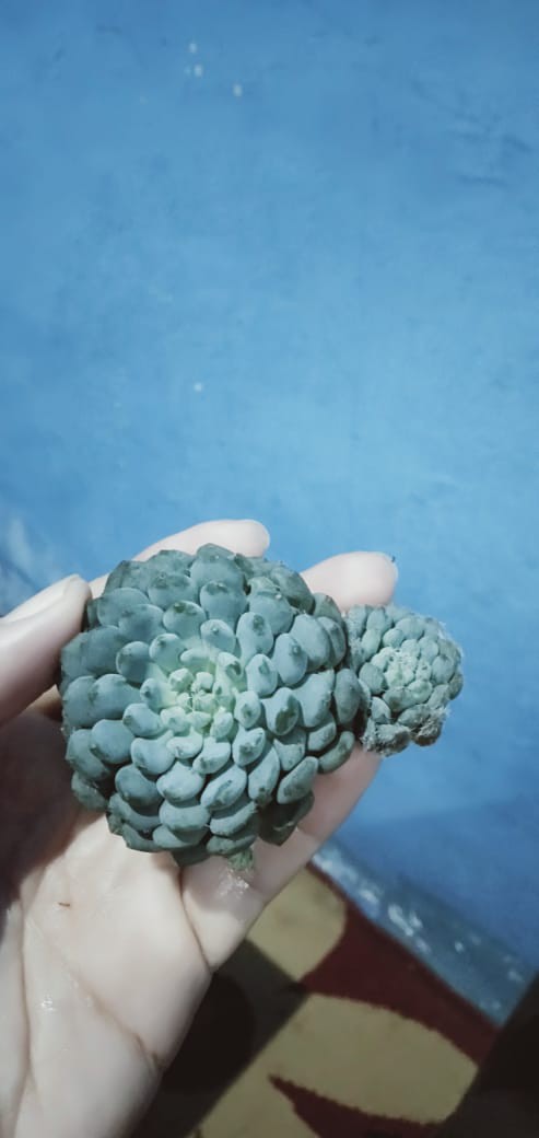 Paket Tanaman Hias Sukulen Sekulen Medium Random