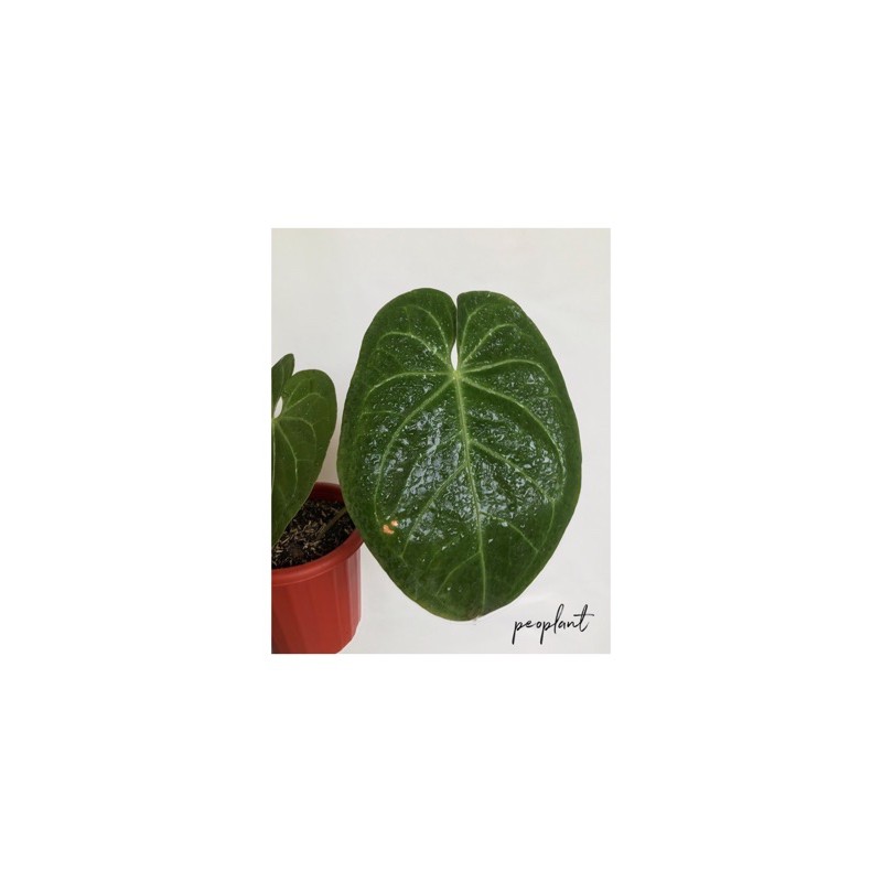 Anthurium Magnificum