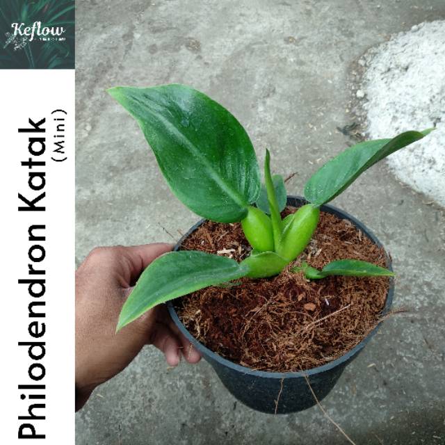 Tanaman Hias Indoor Philodendron Katak Philo Ecenk Shopee Indonesia