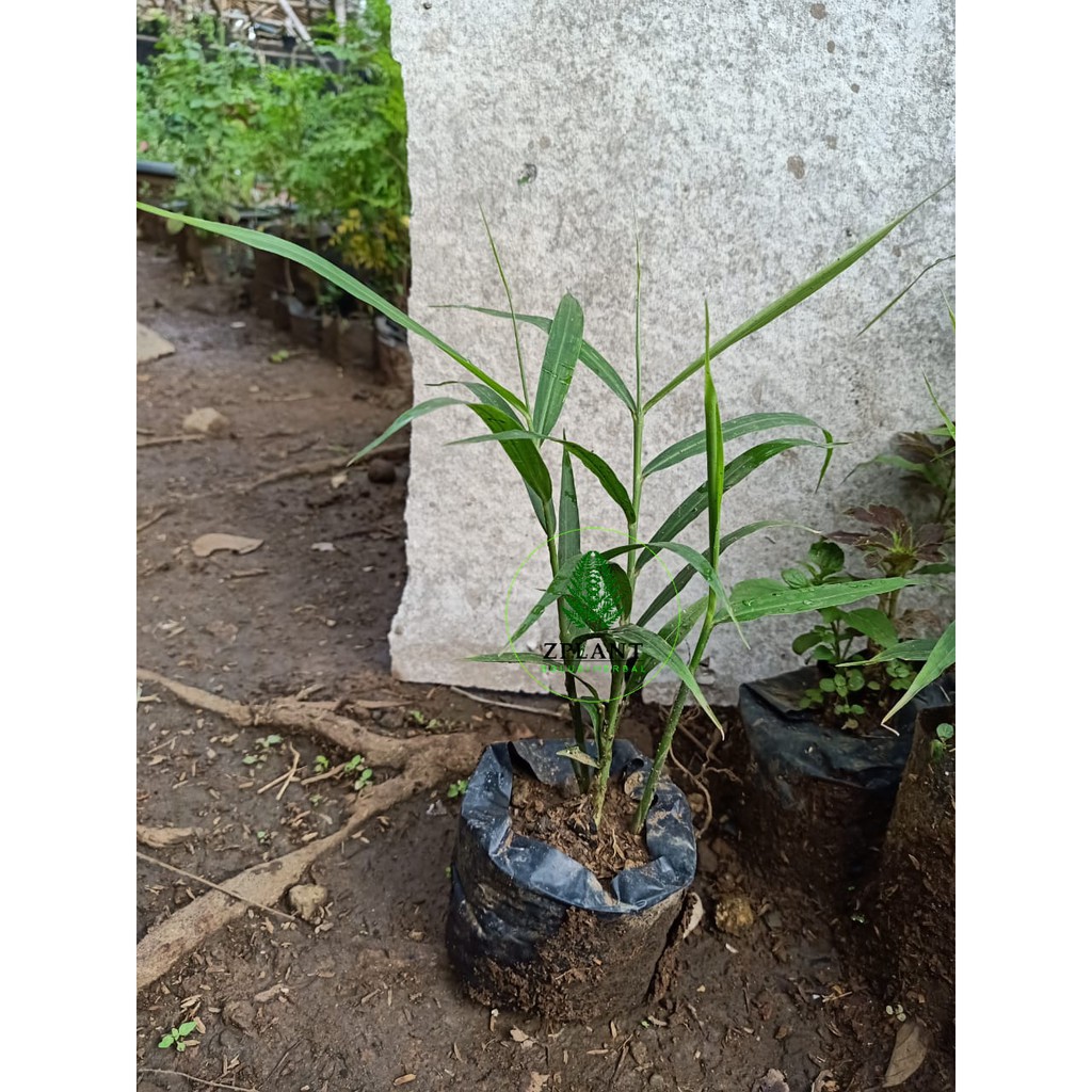 bibit jahe merah | bibit pohon jahe merah berkualitas super