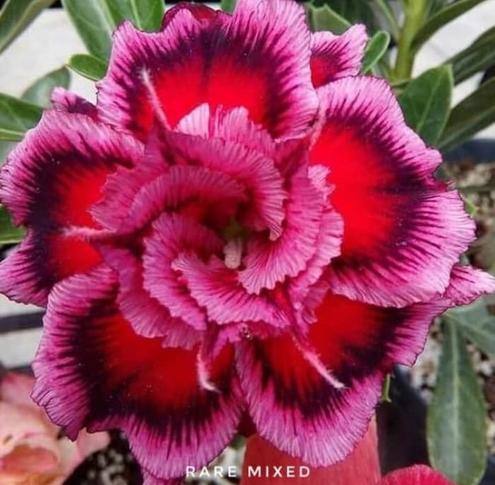 

Bibit Adenium Rare Mixed
