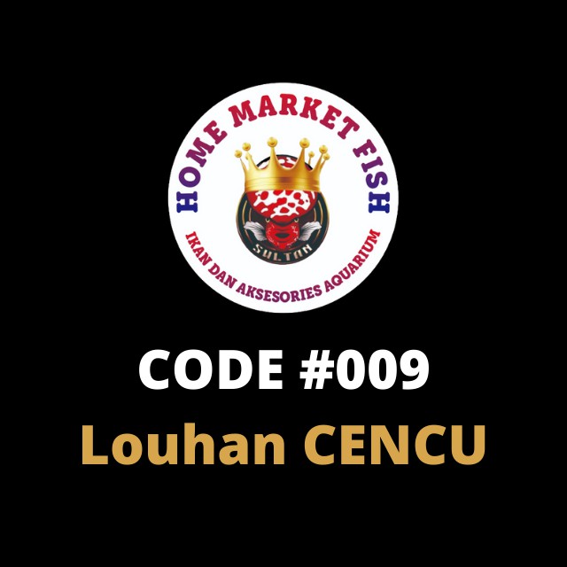 LOUHAN CENCU #009 REAL VIDEO ikan louhan cencu size 2-3 jari video nyata 1 ikan/1 iklan sesuai video