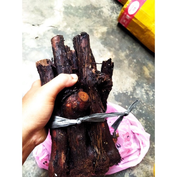 cutting anggur alfonso batang besar 1batang