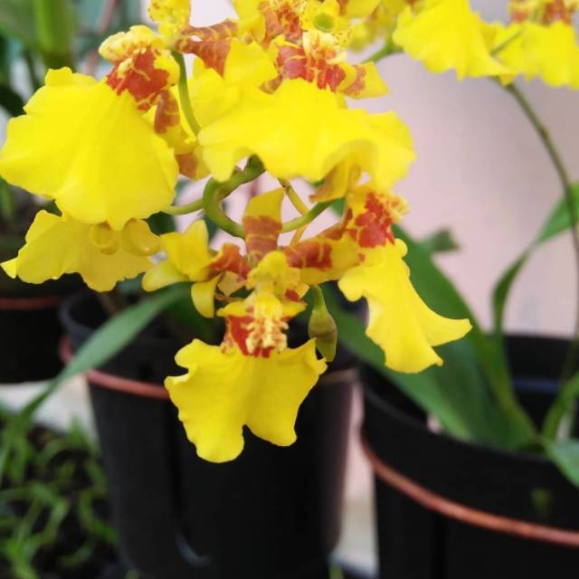 Anggrek Oncidium Golden Shower
