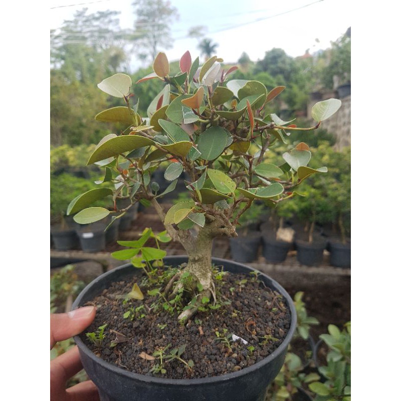 Tanaman hias bonsai iprik pupus merah / iprik silver