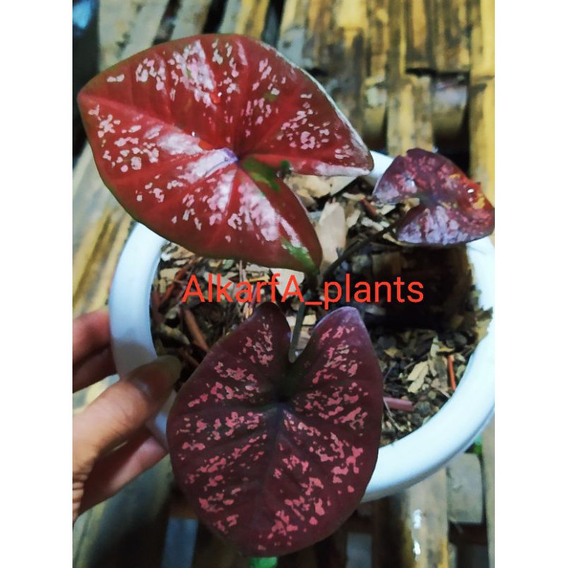 caladium dark chocolatos/(2 - 3 daun)