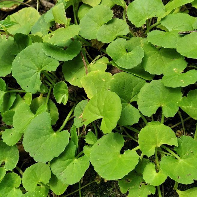 

daun herbal antanan 100 gram Herbal alami Murah Obat herbal alami murah asli dari kampung