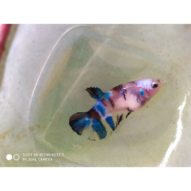 Hiasan aquarium ikan cupang plakat multicolour masking betina