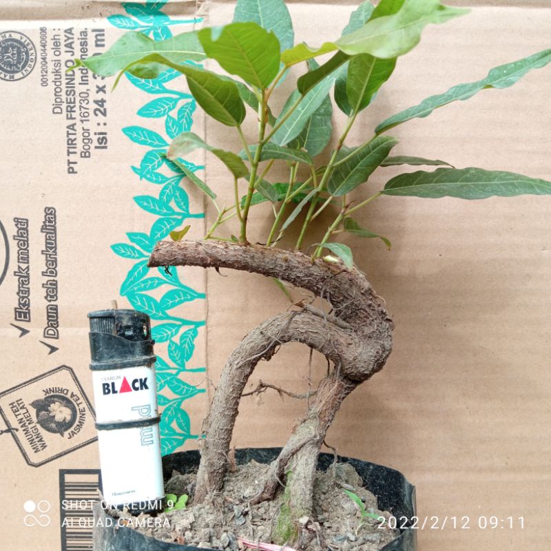 bahan bonsai mame bunut merah