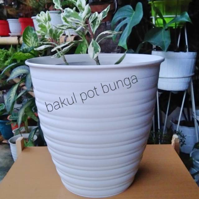  Pot Tawon Tirus  Atau Pirus 30 Shopee Indonesia
