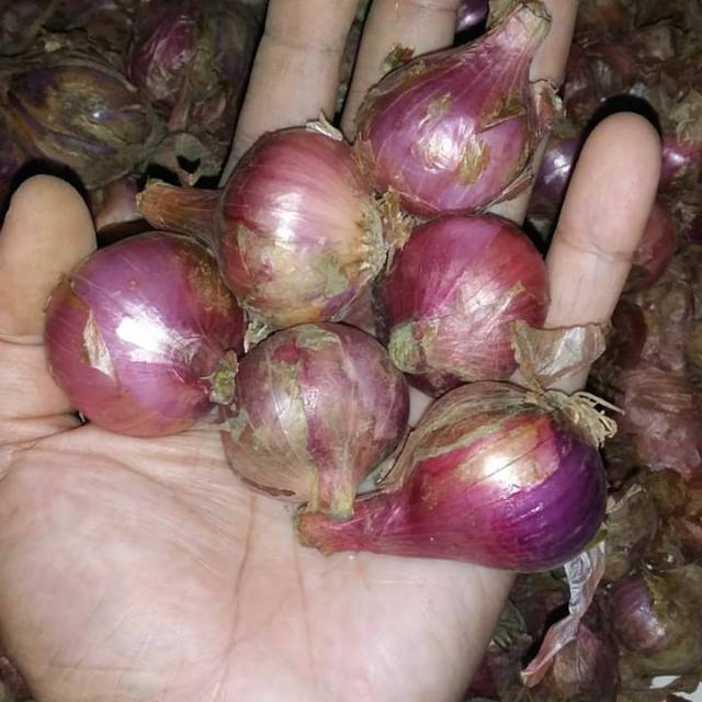 

Bawang merah
