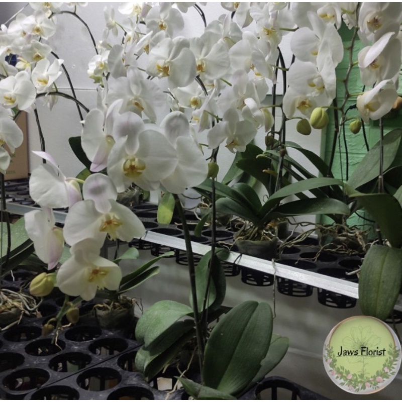 BUNGA ANGGREK BULAN HIDUP (1 BATANG BERBUNGA RIMBUN)