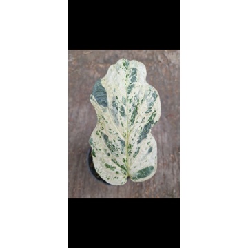 tanaman hias amydrium zippelianum variegata