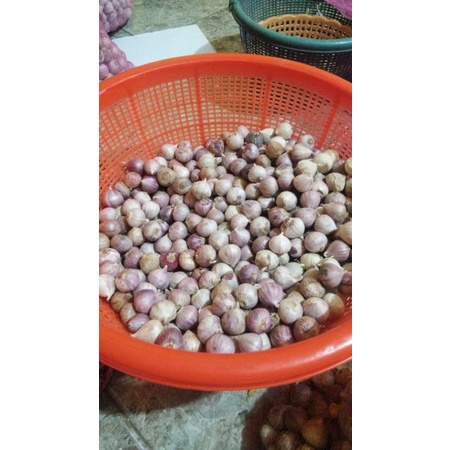 

Bawang lanang tunggal