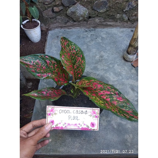 aglonema venus,anak,remaja dan pra dewasa