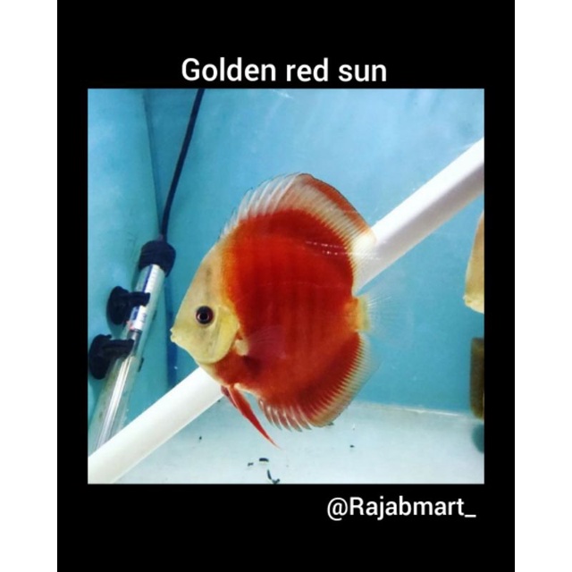 Discus san merah 2inch (5CM)