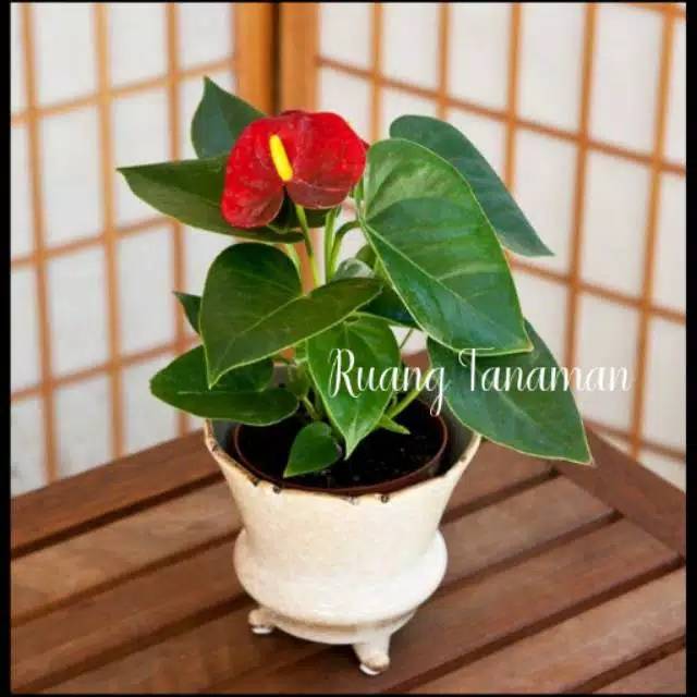 Tanaman hias anthurium mini bunga merah tanaman anthurium