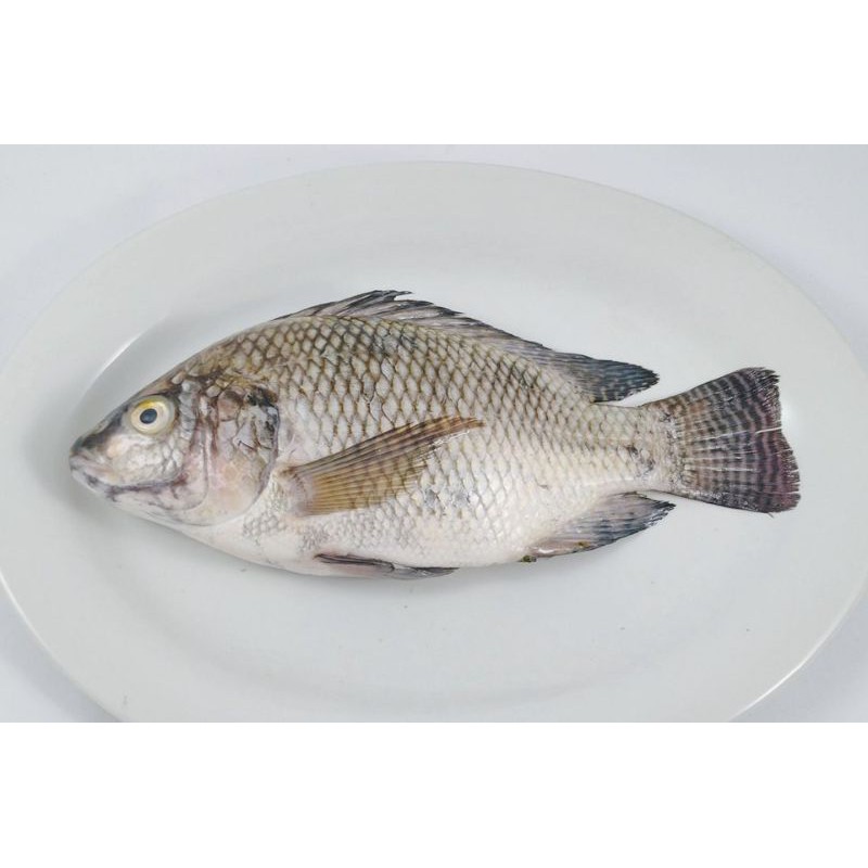 Ikan Nila / Berat 500 gram