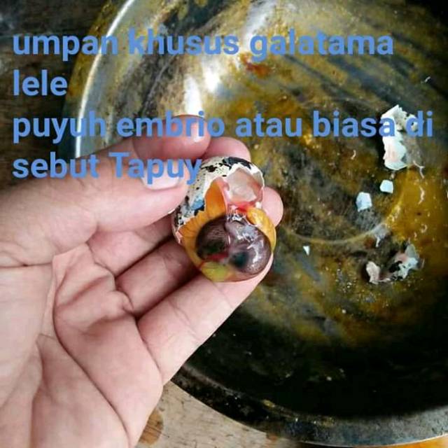 Umpan Pancing Umpan Khusus Galatama Lele Umpan Pancing Tapuy Umpan Tapuy
