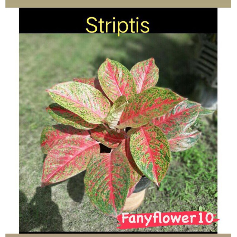 AGLONEMA  wulandari striptis