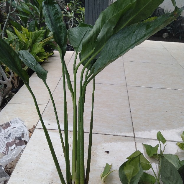 Spatifilum Green/peace Lily Green