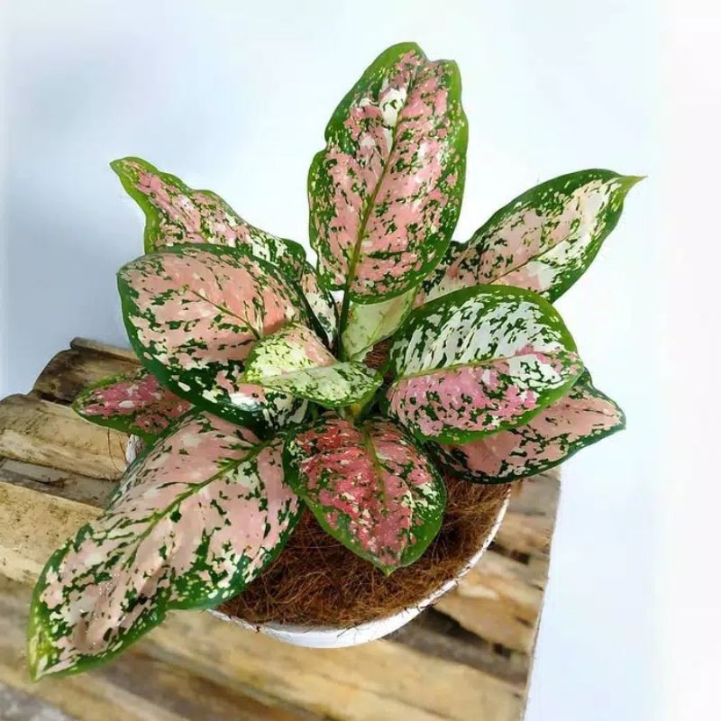 

Bibit bonggol aglonema Tricolor