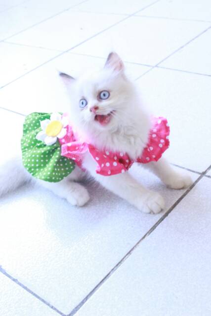 Dress pingrind polkadot lucu untuk kucing dan anjing / baju kucing murah meriah size S M L XL