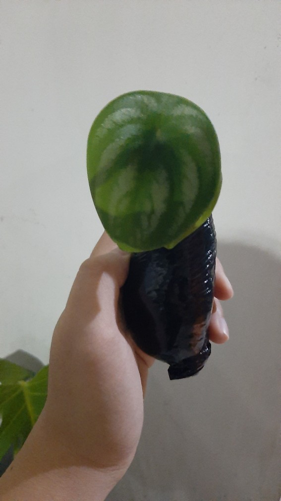 Tanaman Hias Water Melon