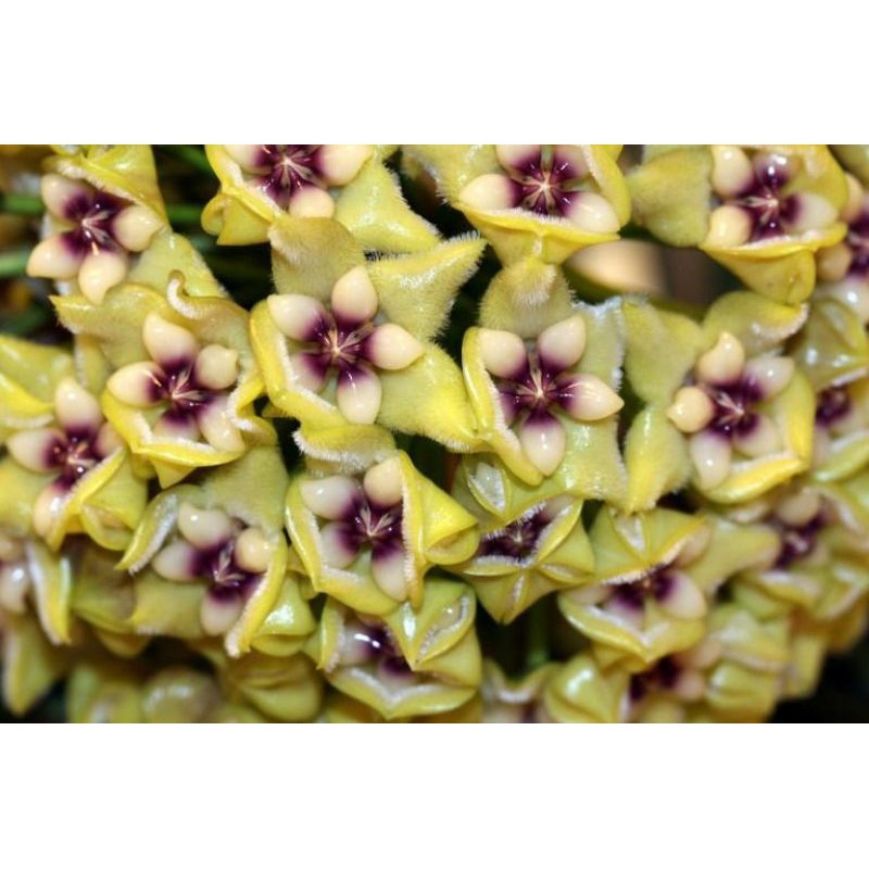 Hoya coriacea sp