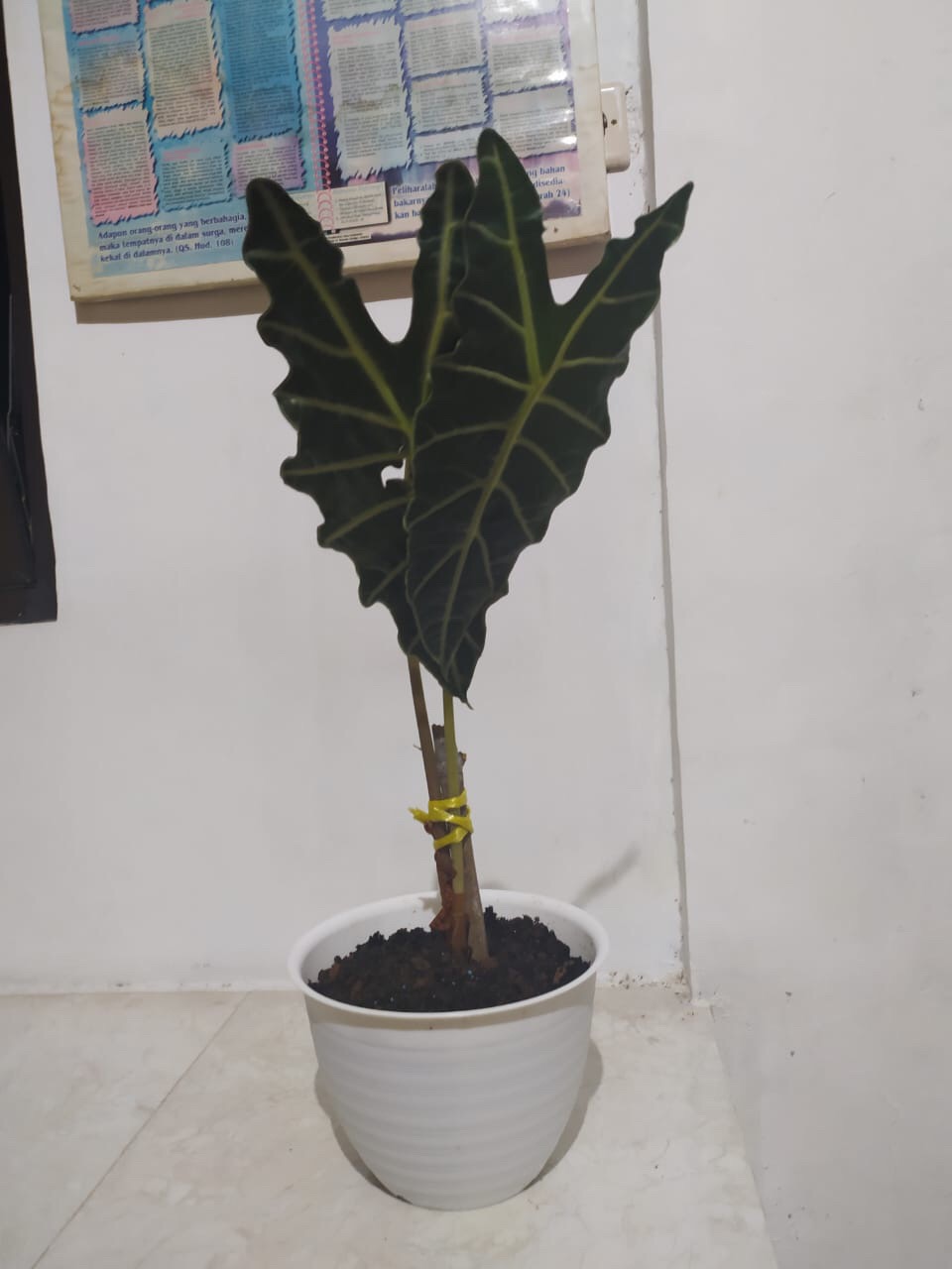 Tanaman Hias Keladi Amazon / Keladi Hias / Keladi Tengkorak